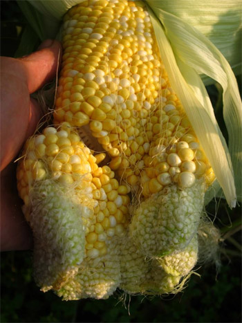mutated corn