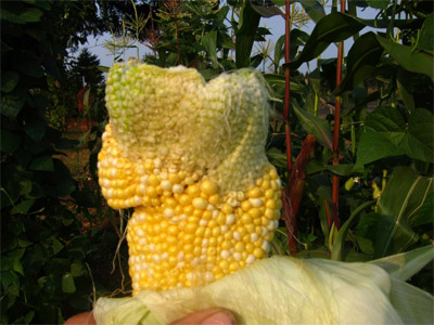mutated corn