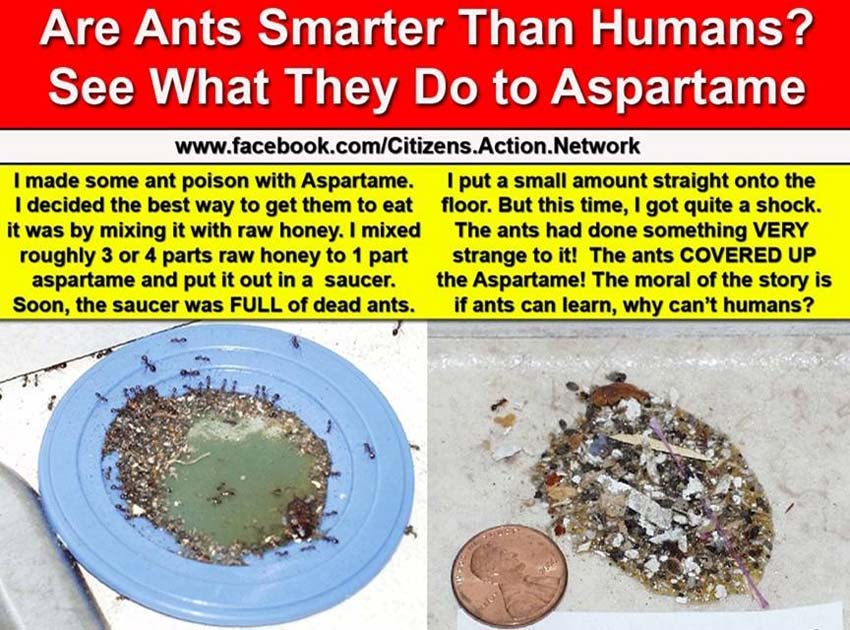 Ants learn to avoid aspartame