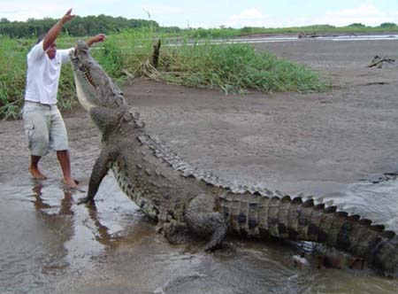Man's Best Friend...A 17ft Long Pet Crocodile - Photos
