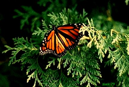 monarch migrate annually