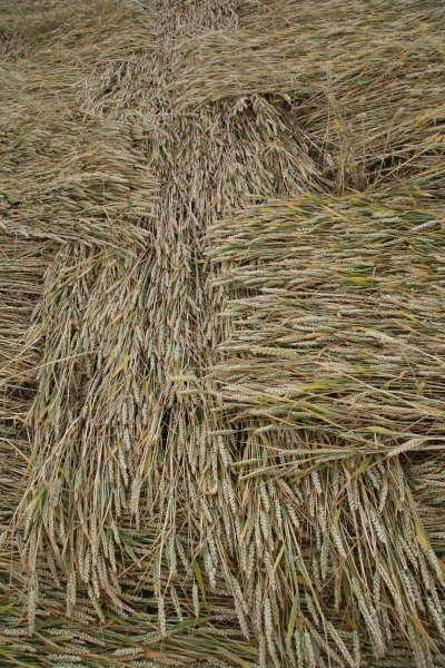 'Woven' Crop Circle Formations