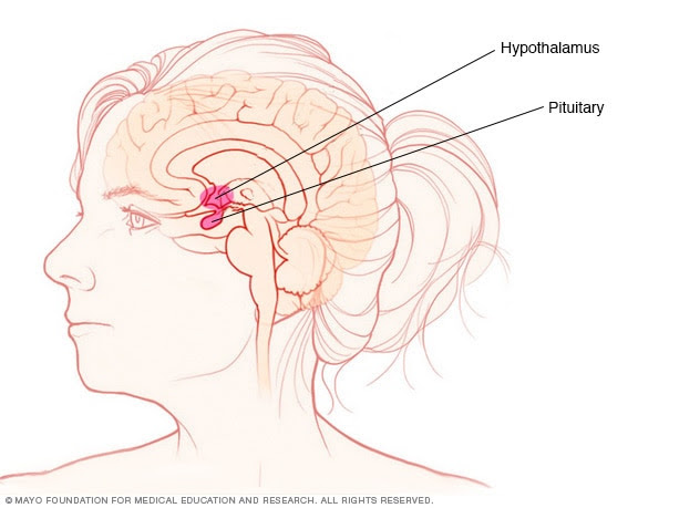 pituitary.jpg
